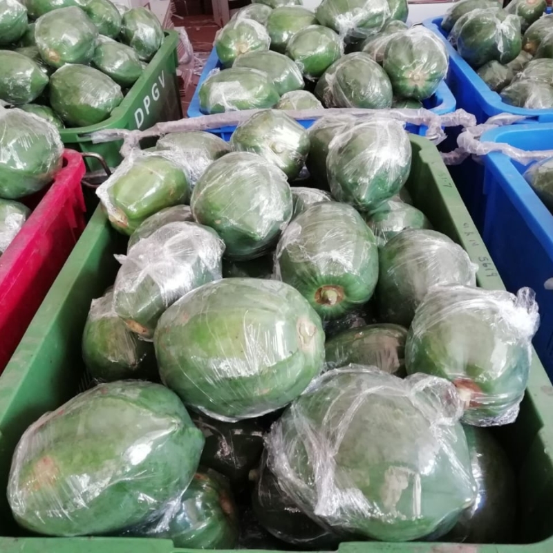 Fresh Curry Papaya for Export market 
